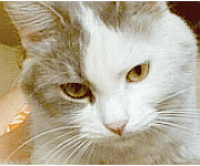 learn about diabetes in kittens