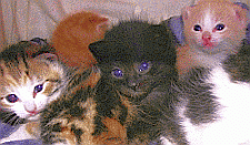selecting the perfect kitten