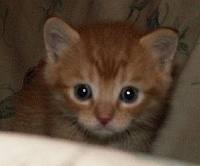 dog nurses kitten
