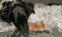 dog nurses stray kitten