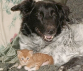 dog friends with kitten