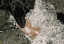 dogs and kittens together