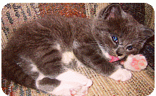 Why and When to Neuter Kittens