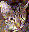 cat and kitten health tips from Simba of KittenCare.com