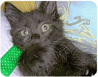 cat vomiting