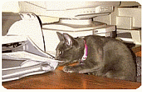help your kitten adjust...kitten proof your home
