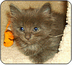 new kitten crash course...prepare for your new kitten