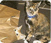 odd behaving cats