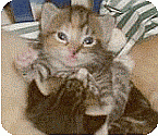when do kittens open their eyes