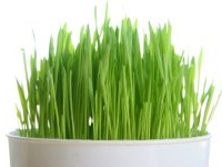 pet grass