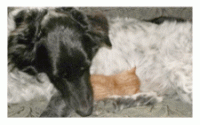 dog nurses stray kitten
