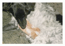 dogs and kittens together