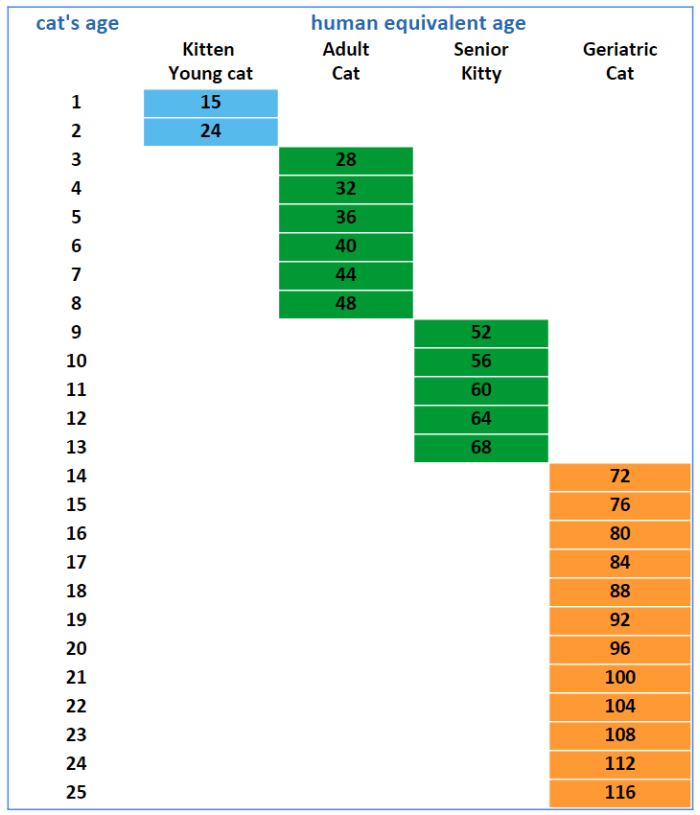 kitten care cat aging table