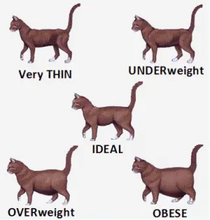 Cat Body Shape Guide and Standards