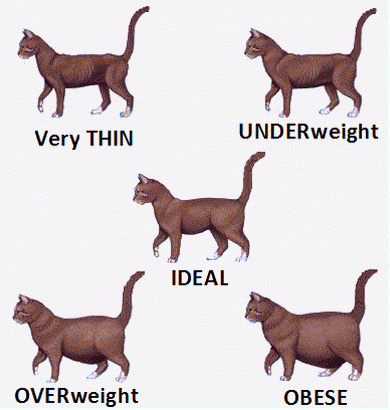 Cat Body Shape Chart