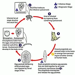 fleas, tapeworm, parasites