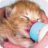 Emergency Formula Recipes for Kittens. Tips for Proper Feeding of a Kitten Healthy!