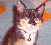 how distemper and Panleukopneia affects kittens...proper kitten care tips
