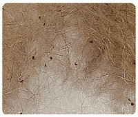 fleas, tapeworm, parasites