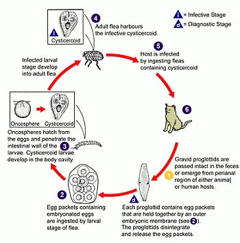 fleas, tapeworm, parasites