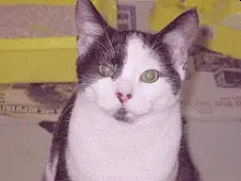lungworm in cats