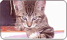 proper kitten care, understand Mites and Skin Problems in Cats and Kittens 