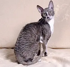 cornish rex breed is known to be allergy friendly