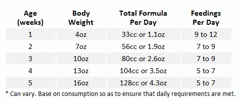 Kitten Food Amount Chart