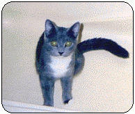 Cats with Hookworms