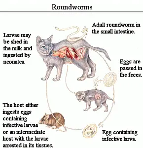 roundworm in cats and kittens