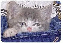 Tiny newborn kitten