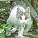 safety for outdoor cats and kittens