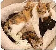 Mother Cat Behavior With Kittens